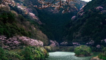 Картинка Япония природа горы водоем цветы деревья