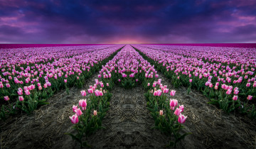 Картинка цветы тюльпаны пейзаж поле закат