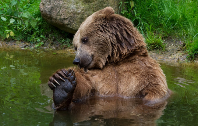 Обои картинки фото животные, медведи, трава, камень, водоем