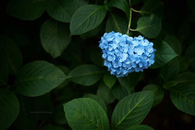 Обои картинки фото цветы, гортензия, цветение, голубая