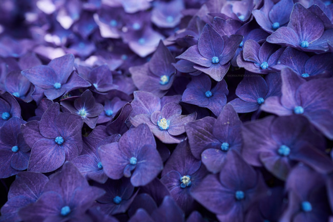 Обои картинки фото цветы, гортензия, splendor, petals, flowers, blue, hydrangea, пышность, голубая, лепестки, цветки