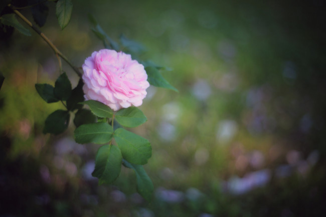 Обои картинки фото цветы, розы, роза, бутон, лепестки, листья, цветение, rose, bud, petals, leaves, blossoms
