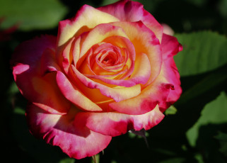 Картинка цветы розы роза бутон листья