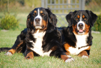 Картинка животные собаки пара лужайка трава