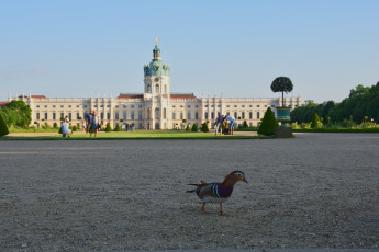 Картинка берлин животные утки мандаринка дворец парк