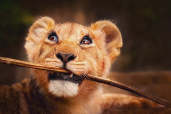 Картинка животные львы взгляд палка львенок маленький лев глаза