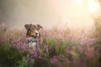 Картинка животные собаки трава луг туман цветы пес собака