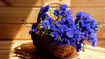 обоя цветы, васильки, синий