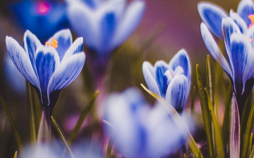 Картинка цветы крокусы листья блики сине-белые
