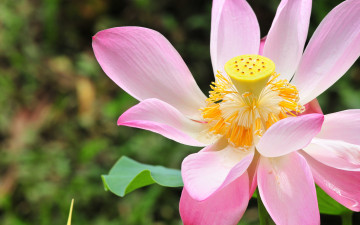 Картинка цветы лотосы розовый лотос