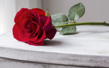Картинка цветы розы бутон red bud красная роза romantic wood beautiful rose
