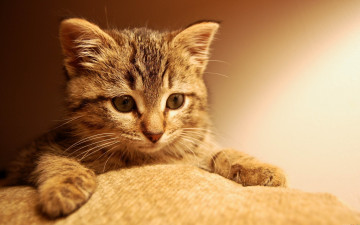 Картинка кошка животные коты