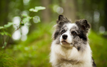 Картинка животные собаки собака зелень взгляд
