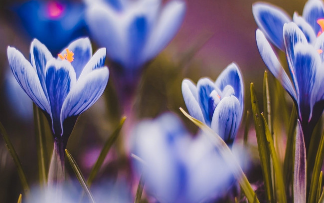 Обои картинки фото цветы, крокусы, листья, блики, сине-белые