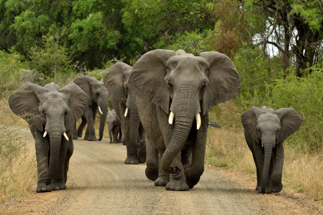 Обои картинки фото животные, слоны, дорога, стадо