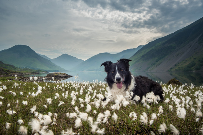 Обои картинки фото животные, собаки, собака, пушица, озеро, горы, природа, бордер-колли, трава