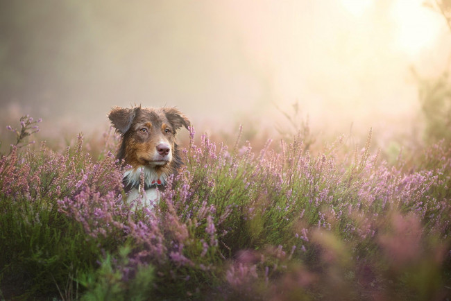 Обои картинки фото животные, собаки, трава, луг, туман, цветы, пес, собака