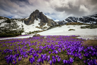 Картинка природа луга весна крокусы луг горы снег