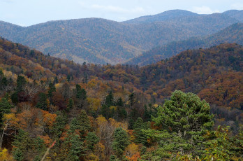 Картинка сопки+приморья природа горы осень деревья россия приморье сопки