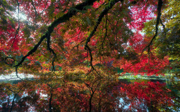 Картинка природа деревья осень пруд