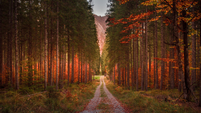 Обои картинки фото природа, дороги, дорога, лес, осень, сосны