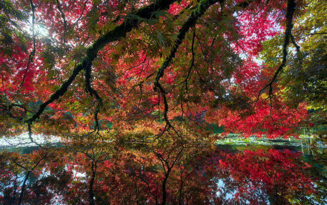Обои картинки фото природа, деревья, осень, пруд