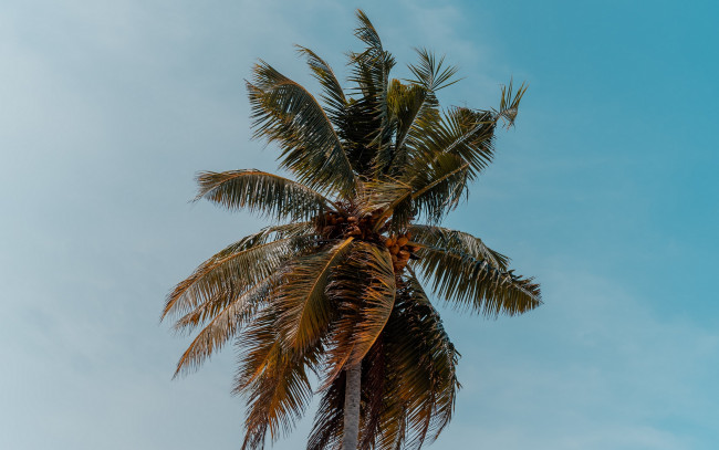 Обои картинки фото природа, деревья, пальма
