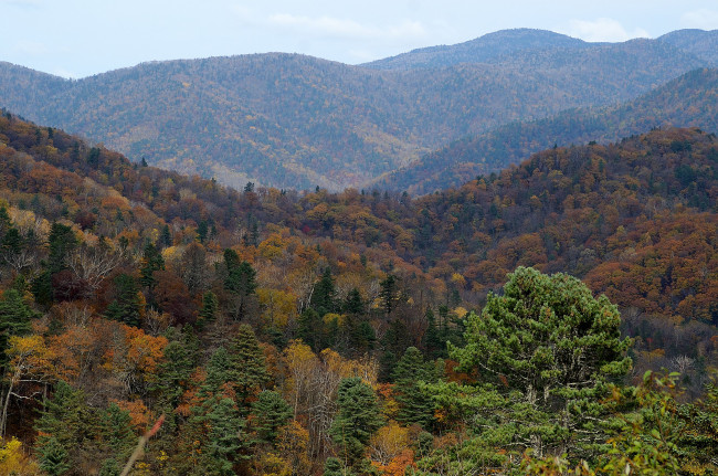 Обои картинки фото сопки приморья, природа, горы, осень, деревья, россия, приморье, сопки
