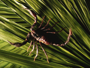 Картинка животные скорпионы