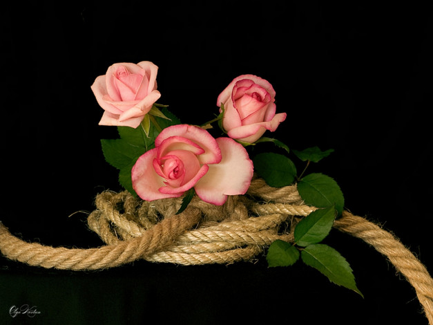 Обои картинки фото funtry, розы, на, канатах, цветы