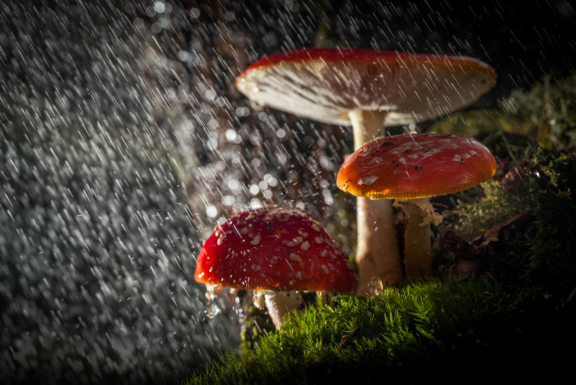 Обои картинки фото природа, грибы,  мухомор, лес, капли, свет, дождь, макро, мухоморы, боке