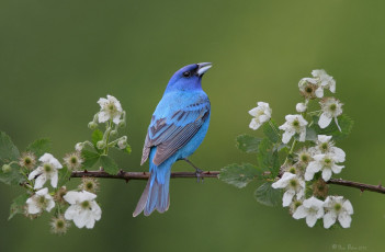 Картинка животные птицы цветение ветка синяя птица весна