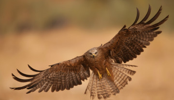 Картинка животные птицы+-+хищники птица орел хищник полет крылья