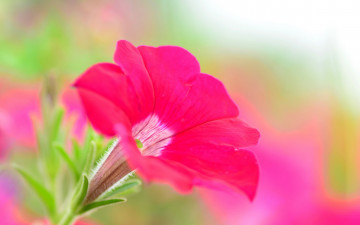 Картинка цветы петунии +калибрахоа краски петуния цветок