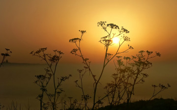 Картинка природа восходы закаты небо солнце закат растение силуэт горизонт