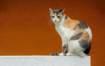 Картинка животные коты стена взгляд кошка фон
