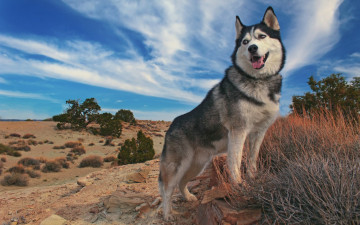 Картинка животные собаки красавец небо маламут пес