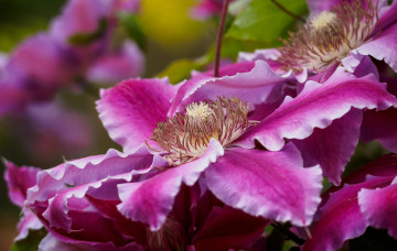Картинка цветы клематис+ ломонос яркий лепестки клематис макро