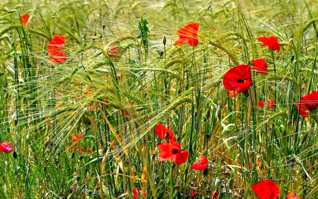 Обои картинки фото цветы, маки, луг, поле, трава, колосья