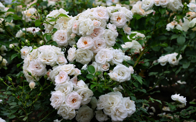 Обои картинки фото цветы, розы, куст, белый