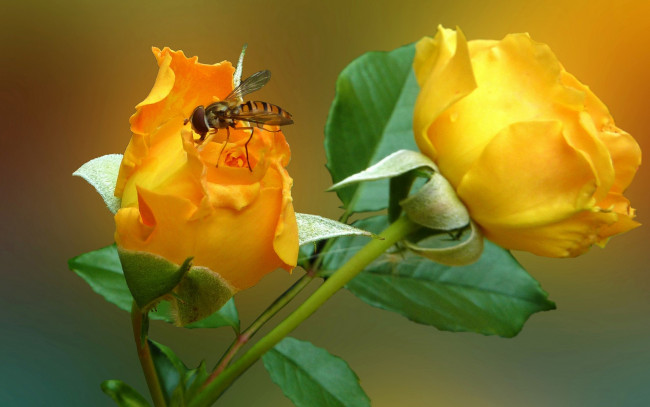 Обои картинки фото цветы, розы, роза, цветок, муха, насекомое, лепестки
