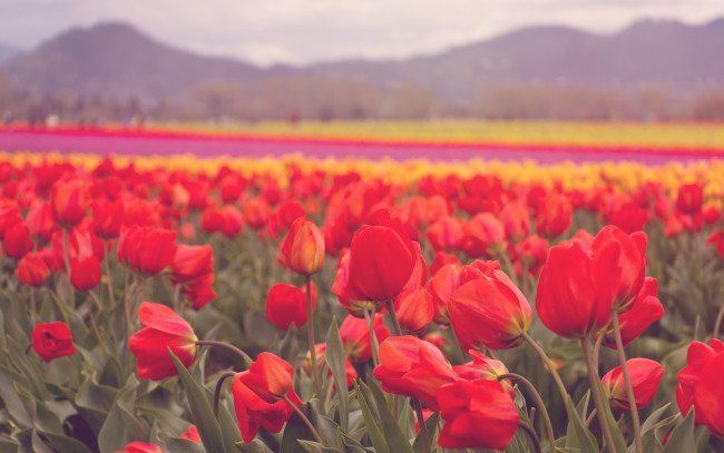 Обои картинки фото цветы, тюльпаны, красные, лепестки