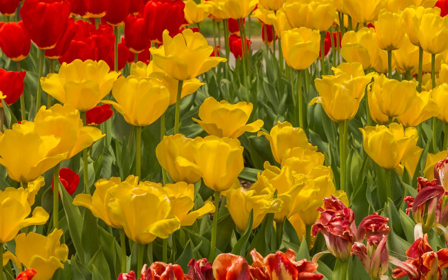 Обои картинки фото цветы, тюльпаны, луг, лепестки, поле, весна
