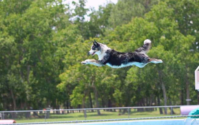 Обои картинки фото животные, собаки, бассейн, полёт, прыжок, собака, бордер-колли