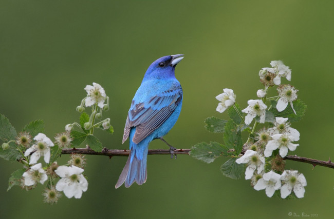 Обои картинки фото животные, птицы, цветение, ветка, синяя, птица, весна