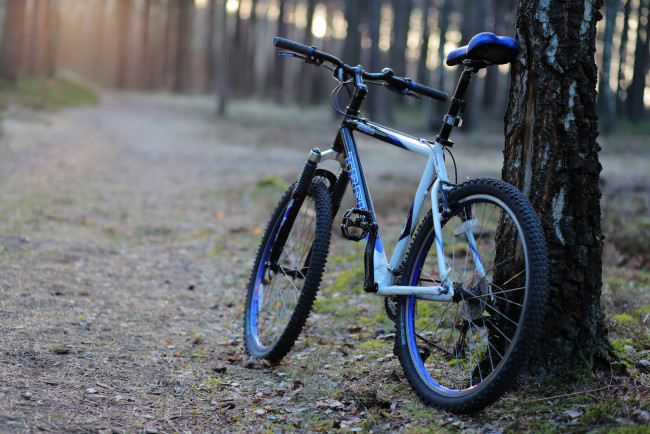 Обои картинки фото техника, велосипеды, утро, лес, дорожка, дерево, велосипед