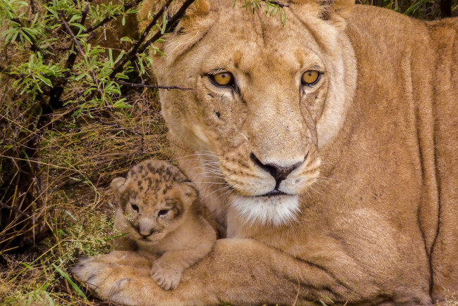 Обои картинки фото животные, львы, львёнок, детёныш, малыш, львица
