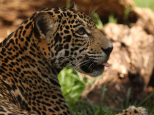Картинка животные Ягуары хищник зверь пятна язык