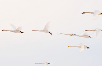 Картинка животные гуси полет утки