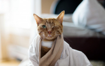 Картинка животные коты кот глаз подмигивание рыжий одеяло